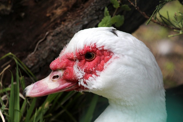 意甲第33輪尤文圖斯1-1博洛尼亞 弗拉霍維奇絕平莫拉塔助攻.