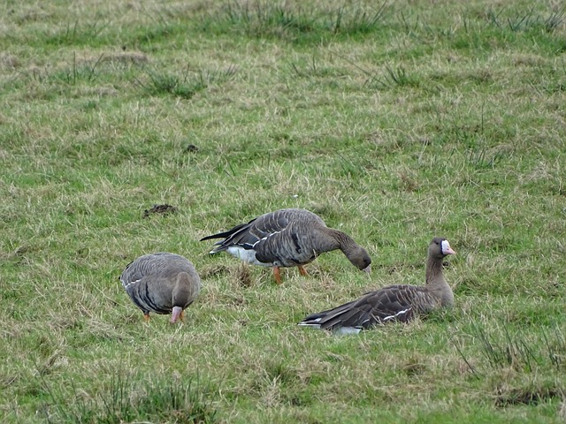 阿赫利的全 阿赫利的全